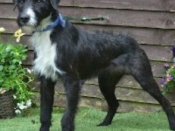 border_collie_lakeland_20211215_1183140913